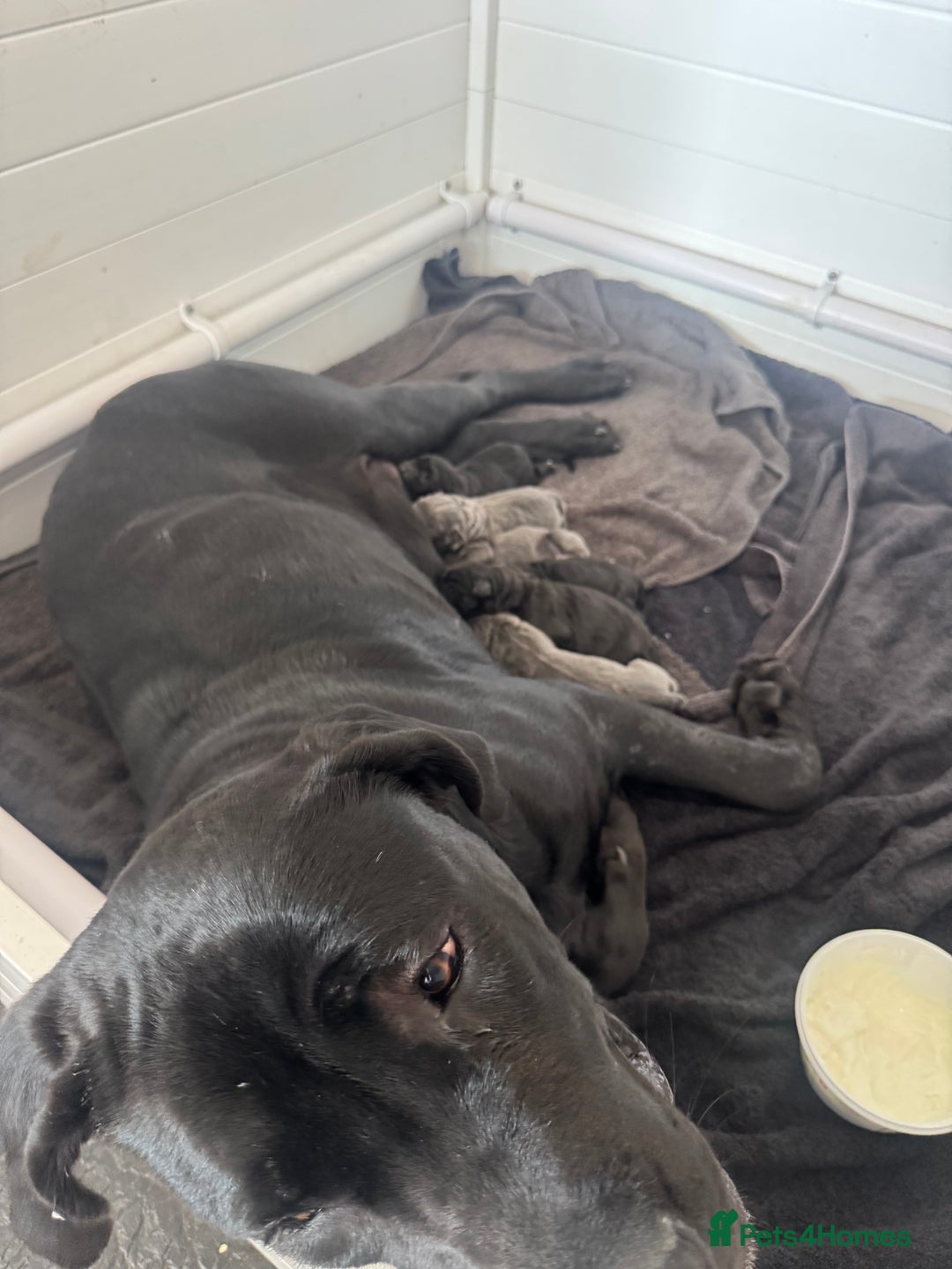 Cane Corso dogs for sale: Cane Corso puppies  - Image 8