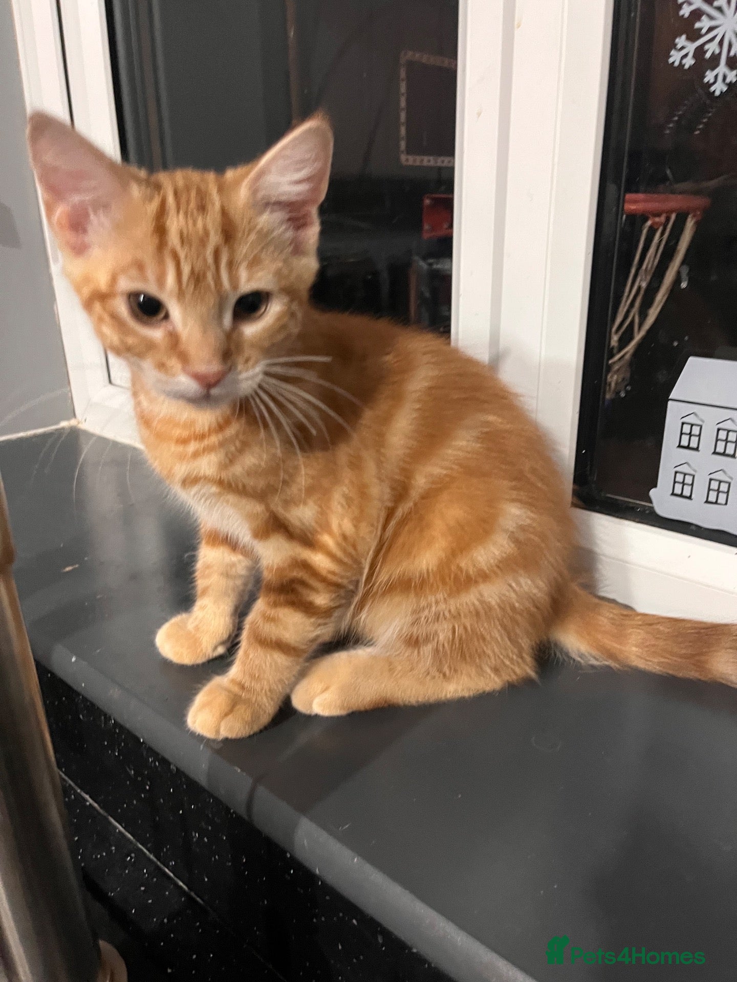 Mixed Breed cats Ginger male  - Advert 3