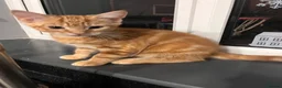 Mixed Breed cats for sale: Ginger male  - Advert 1