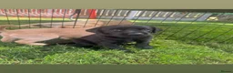 Labrador Retriever dogs for sale: Labrador puppies yellow & black - Advert 5