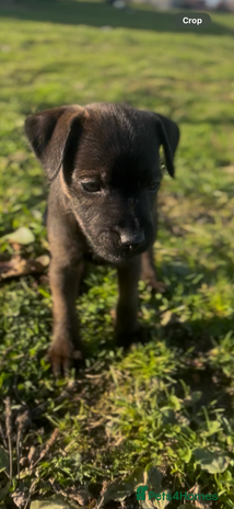 Mixed Breed dogs - Advert 3