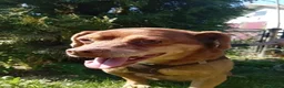Mixed Breed dogs for adoption: 💙🐶 ALAN – LEFT BEHIND, BUT STILL RUNNING in Burton-on-Trent - Advert 14