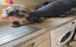 Mixed Breed dogs for sale: Sproodles - Image 1