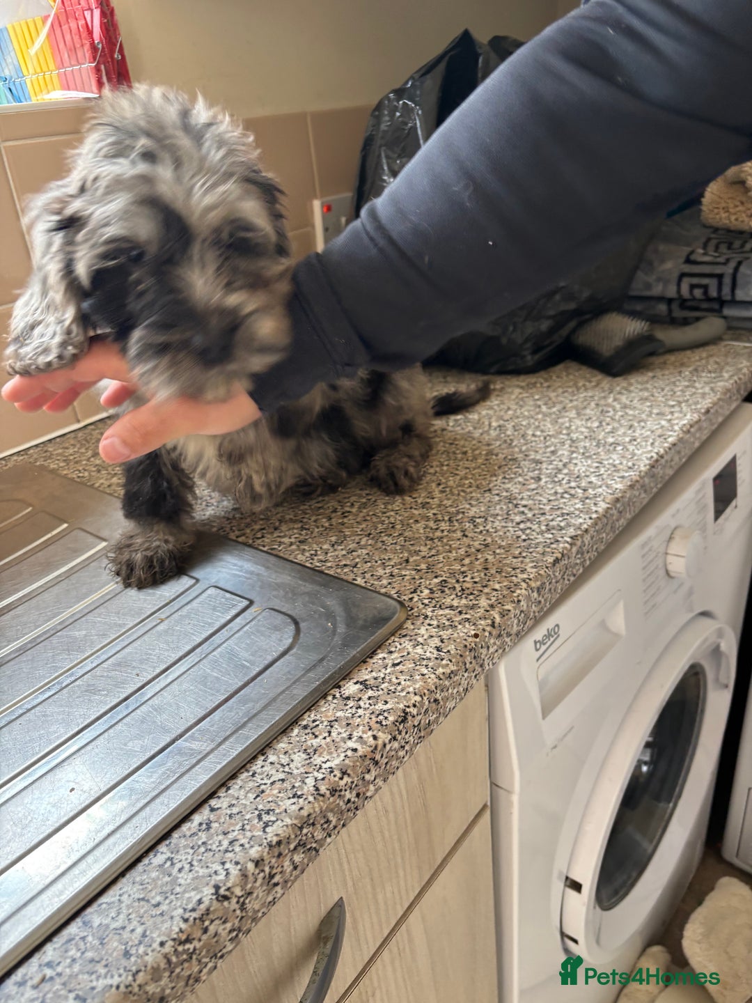 Mixed Breed dogs for sale: Sproodles - Image 1