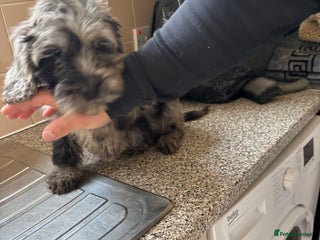 Mixed Breed dogs - Advert 2