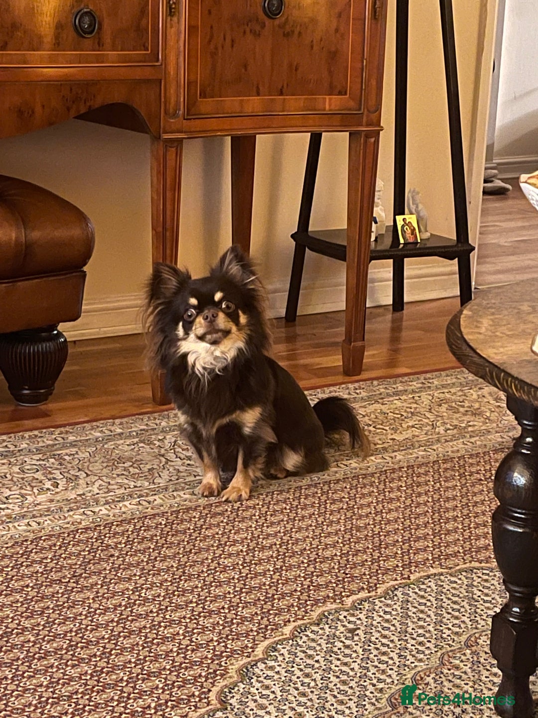 Chihuahua dogs for sale: 4 years chihuahua male neutered  - Advert 1