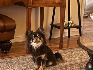 Chihuahua dogs 4 years chihuahua male neutered - Advert 7