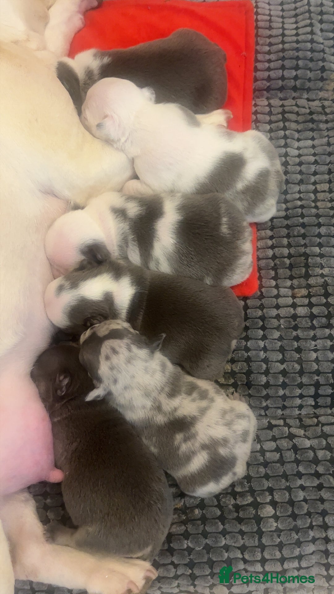 French Bulldog dogs for sale: 4 Panel Health Tested Parents  - Advert 5