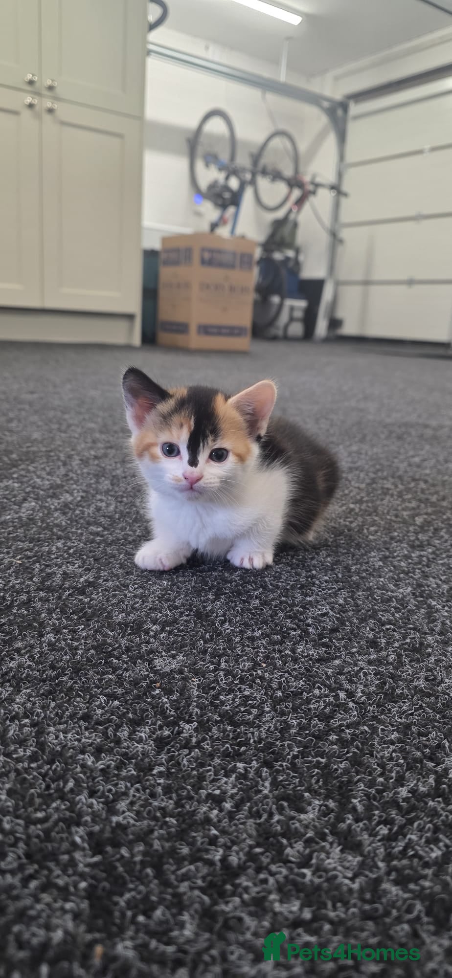 Domestic Shorthair cats for sale: 5 stunning black, ginger and white kittens - Advert 20