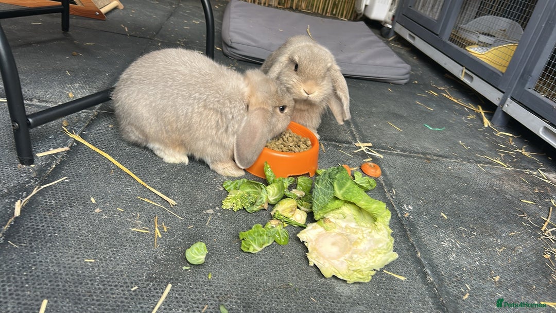 Mini Lop rabbits for sale: Mini lops - Advert 2