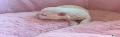 Maltese 2