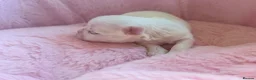 Maltese dogs for sale: ✨💫🌟Bambelina Maltese✨💫🌟Korean Maltese Puppies  - Advert 11