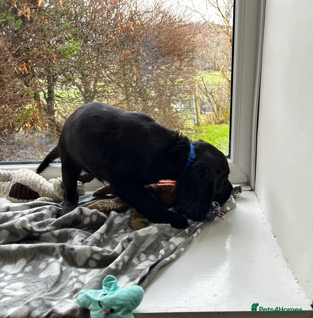 Cocker Spaniel dogs for sale: ✨ Cuddles Await from our Cocker Spaniel Pups  - Advert 11