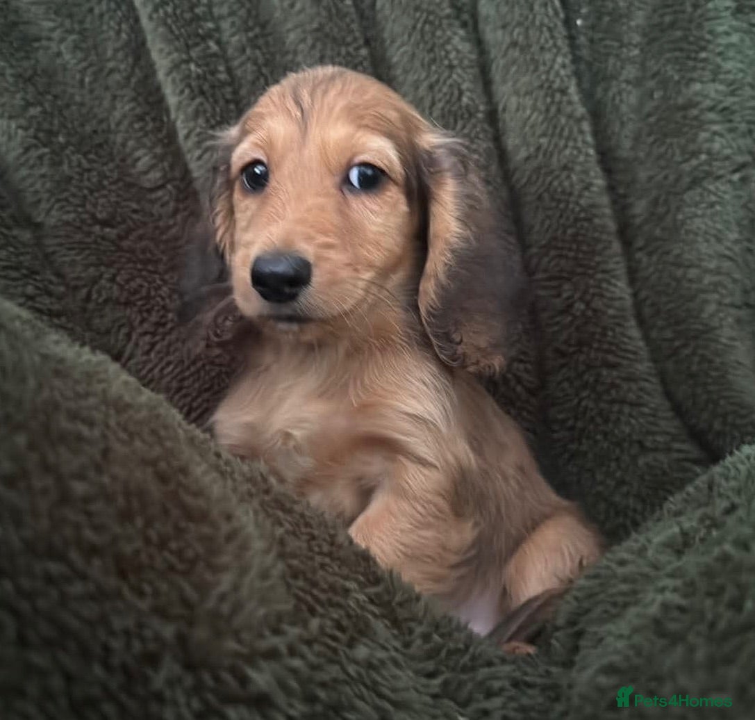 Miniature Dachshund dogs GORGEOUS KC reg PRA CLEAR MINI DACHSHUND PUPPIES - Advert 2