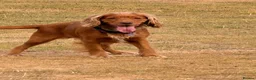 Cocker Spaniel dogs for sale: Cocker spaniel puppies  - Advert 8