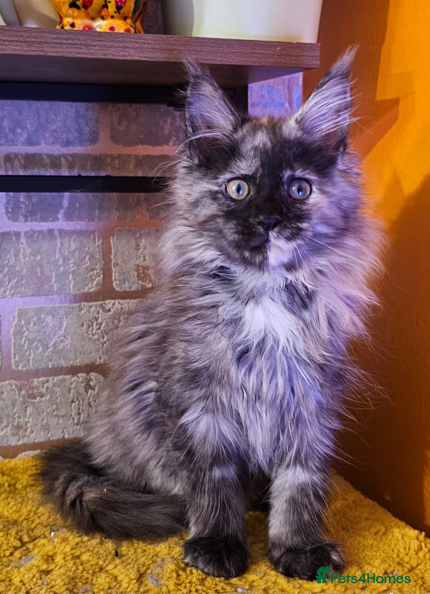 Maine Coon cats BEAUTIFUL MAINE COON KITTENS FOR SALE - Advert 17