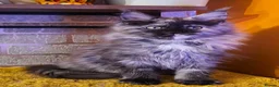 Maine Coon cats for sale: BEAUTIFUL MAINE COON KITTENS FOR SALE - Advert 5