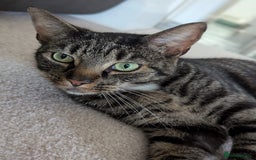 Mixed Breed cats for sale: Lookin - Image 3