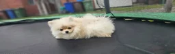 Pomeranian dogs for sale: Super fluffy small cream sable pomeranians - Advert 15