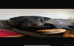Rottweiler dogs for sale: 8 year old Rottweiler “Ronnie” - Image 2