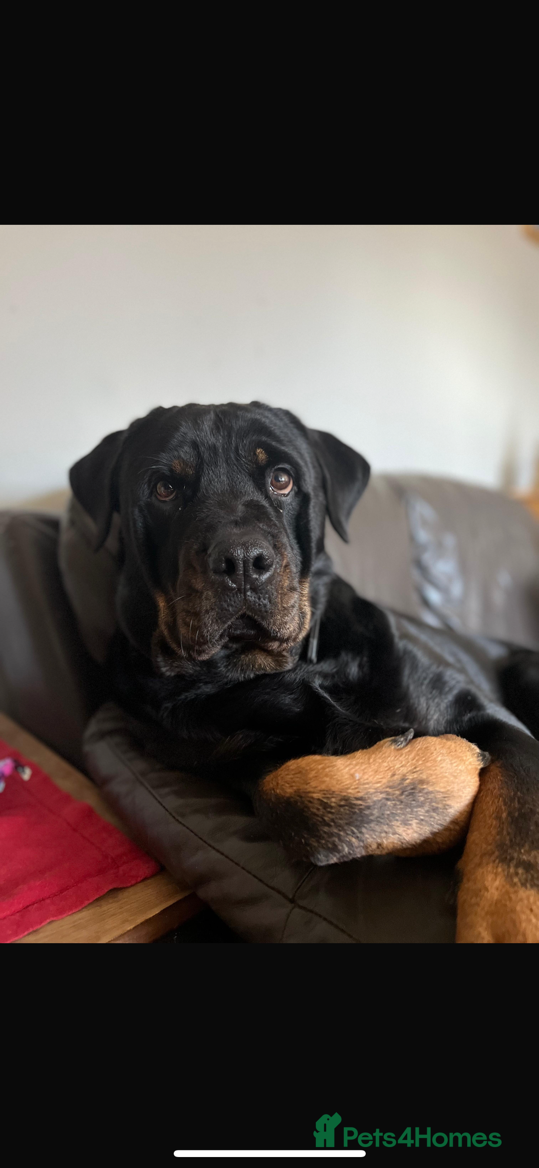 Rottweiler dogs for sale: 8 year old Rottweiler “Ronnie” - Image 2