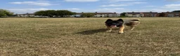 Akita dogs for sale:  2 year old Akita  - Advert 7
