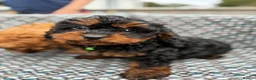 Cavapoo dogs for sale: Black and Tan Cavapoos - Advert 4