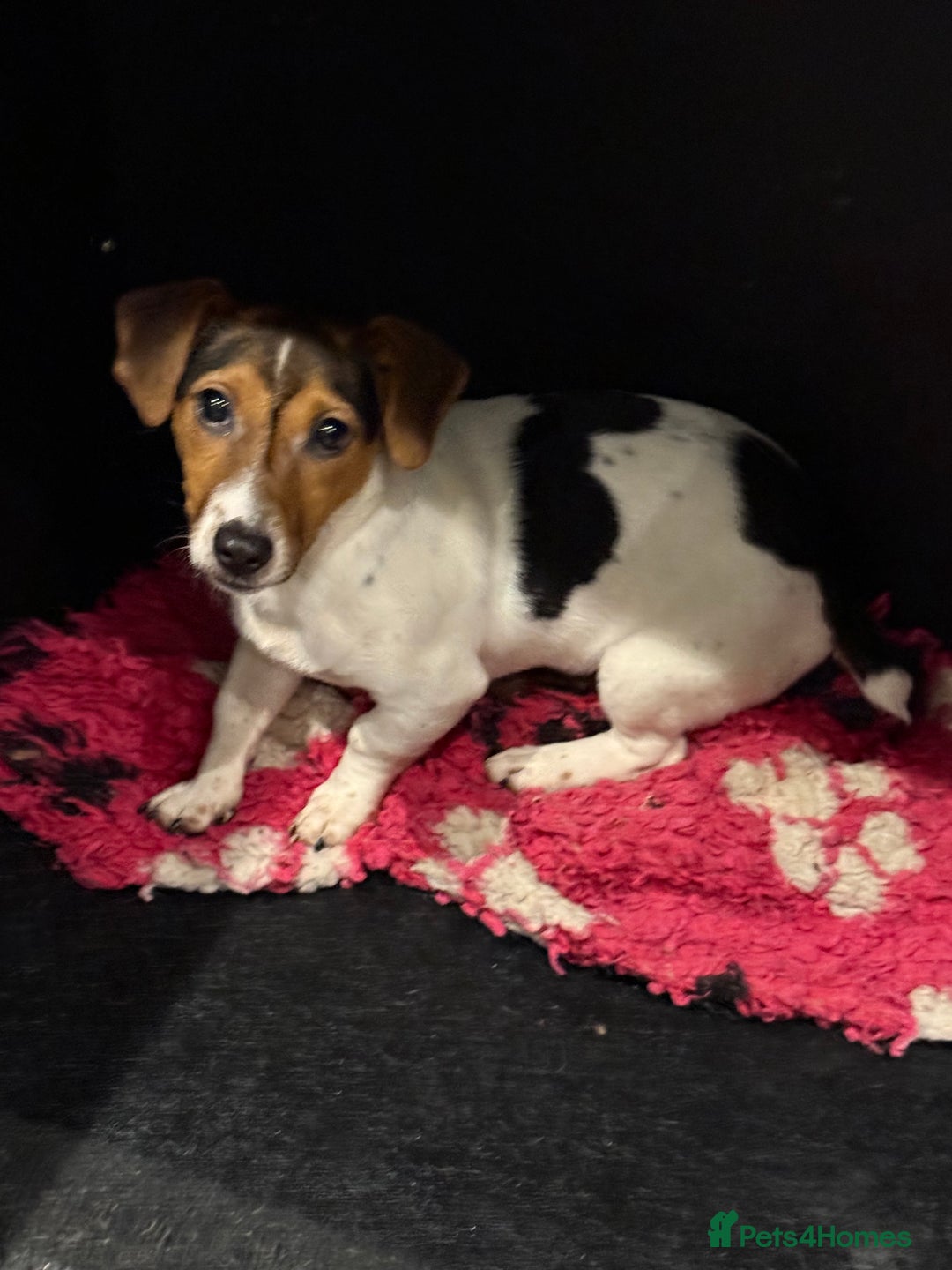 Jack Russell dogs for sale: Jack Russell male  - Advert 5