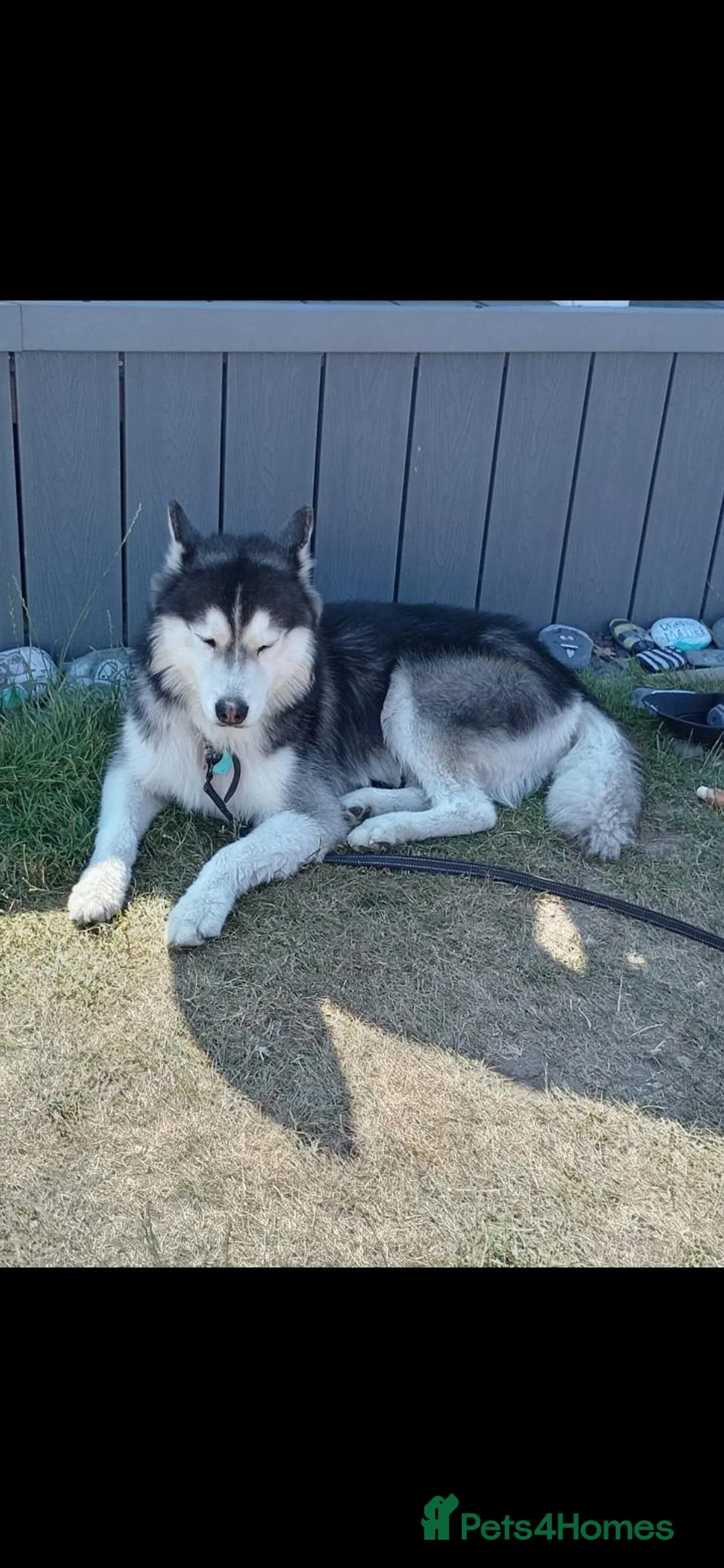 Siberian Husky dogs for sale: Siberian Husky  in Wednesbury - Advert 2