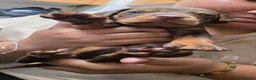 Dobermann dogs for sale: Doberman puppies - Advert 5
