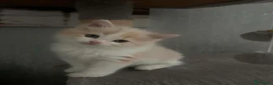 Ragcoon 2
