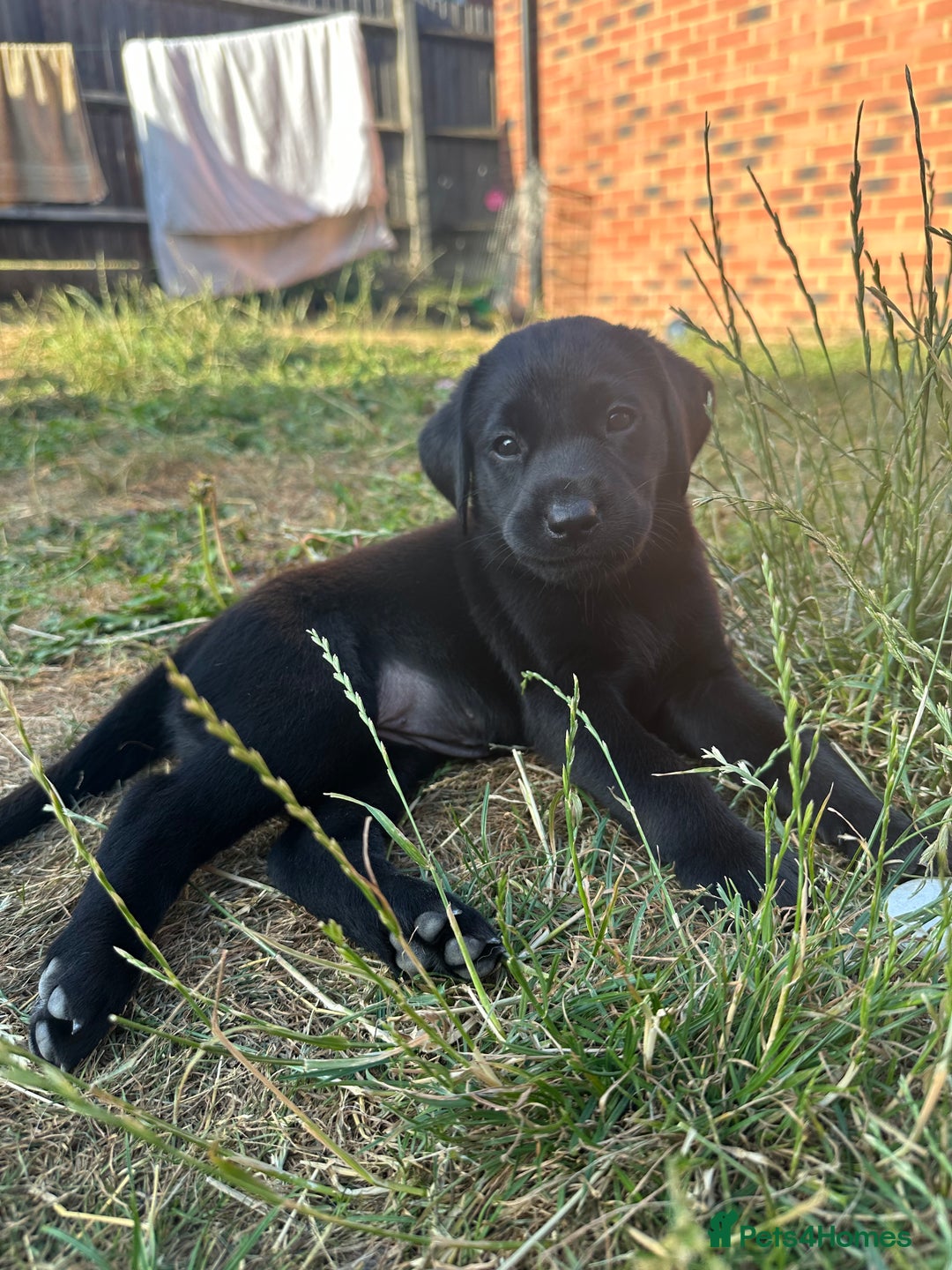 Labrador Retriever dogs for sale: 2 Beautiful female black lab READY TO LEAVE NOW!  in Tidworth - Image 25