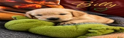 Golden Retriever dogs for sale: KC Registered Puppies From Our Much Loved Goldens! - Advert 3
