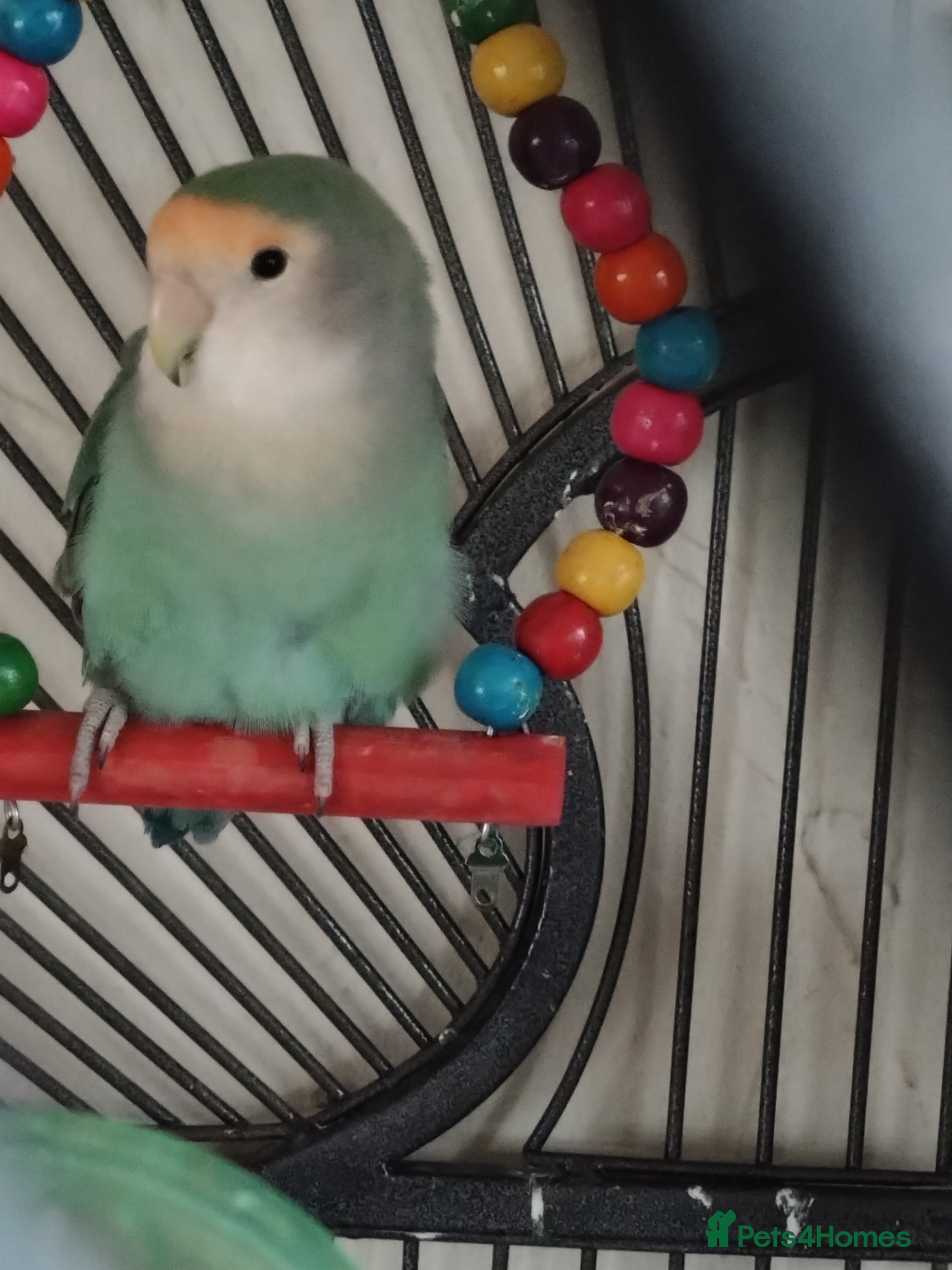 Lovebirds birds Bonded pair of lovebirds - Advert 1