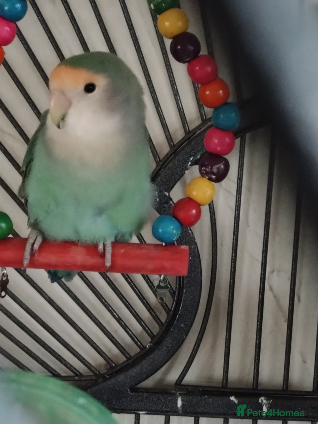 Lovebirds birds for sale: Bonded pair of lovebirds - Advert 1