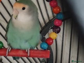 Lovebirds birds Bonded pair of lovebirds - Advert 1