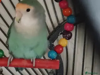 Lovebirds birds Bonded pair of lovebirds - Advert 2