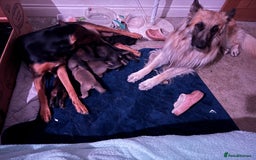 Mixed Breed dogs for sale: Beautiful Inca & handsome Nanuq PUPDATE x2  - Image 33