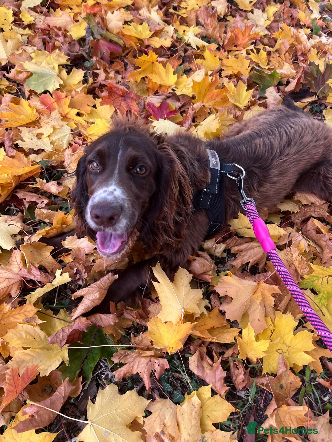 Cocker Spaniel dogs for sale: Coco  - Advert 5