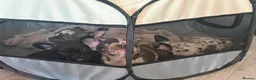 French Bulldog dogs for sale: French bull dog puppys - Advert 11