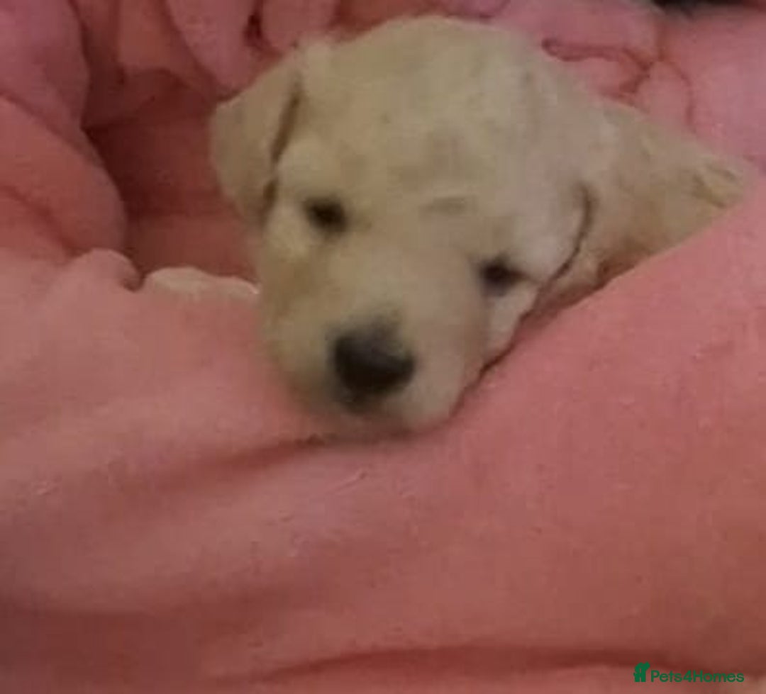 Poochon dogs for sale: Female poochon forsale - Advert 3