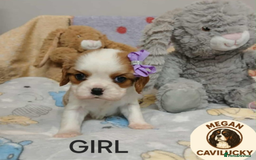 Cavalier King Charles Spaniel dogs for sale: KC puppies Cavalier King charles spaniel🥰🐶🐶🐶 - Advert 3