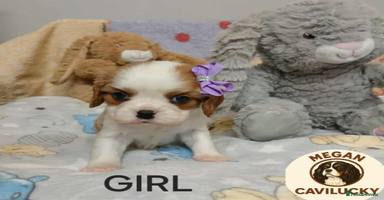 Cavalier King Charles Spaniel dogs KC puppies Cavalier King charles spaniel🥰🐶🐶🐶 - Advert 14