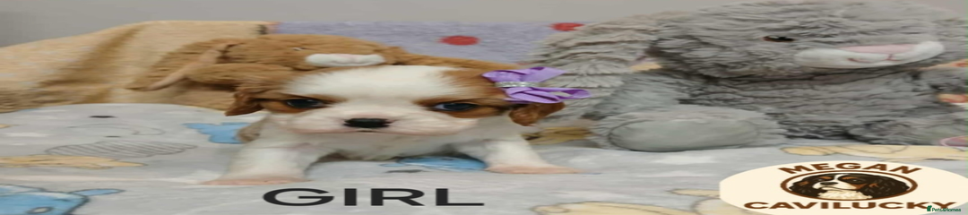 Cavalier King Charles Spaniel Puppy 3