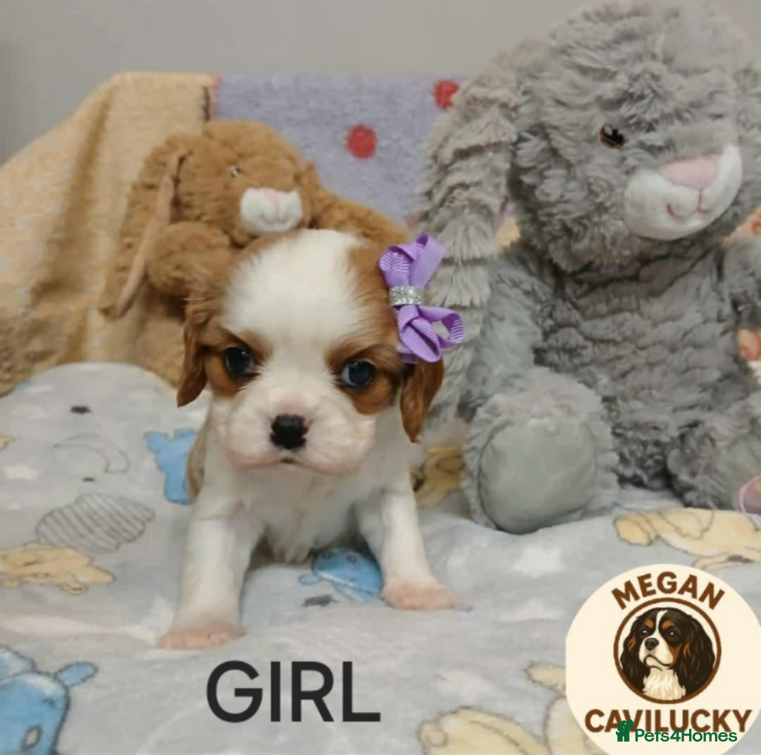 Cavalier King Charles Spaniel dogs for sale: KC puppies Cavalier King charles spaniel🥰🐶🐶🐶 - Advert 3