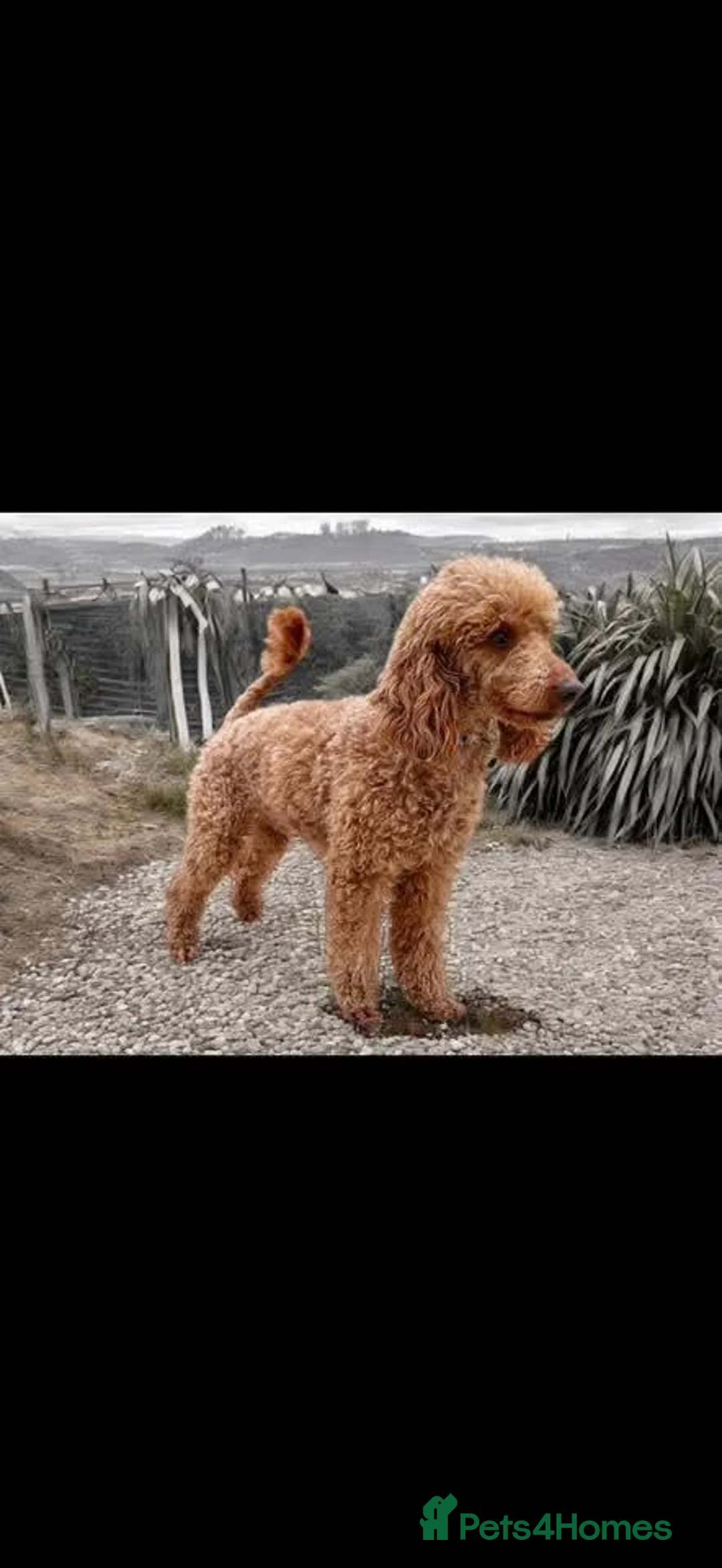 Goldendoodle dogs for sale: F1B Golden doodle Puppies  - Advert 2