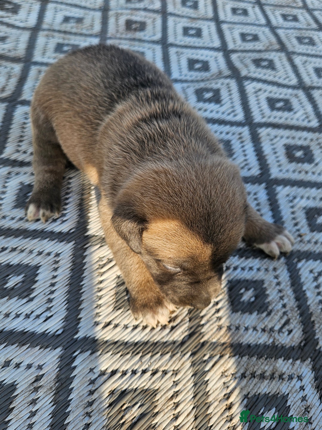 Mixed Breed dogs for sale: Belgian malinois/ border collie  - Image 19