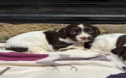 English Springer Spaniel dogs for sale: Stunning DNA Clear KC Springer Spaniel Puppies  - Image 7