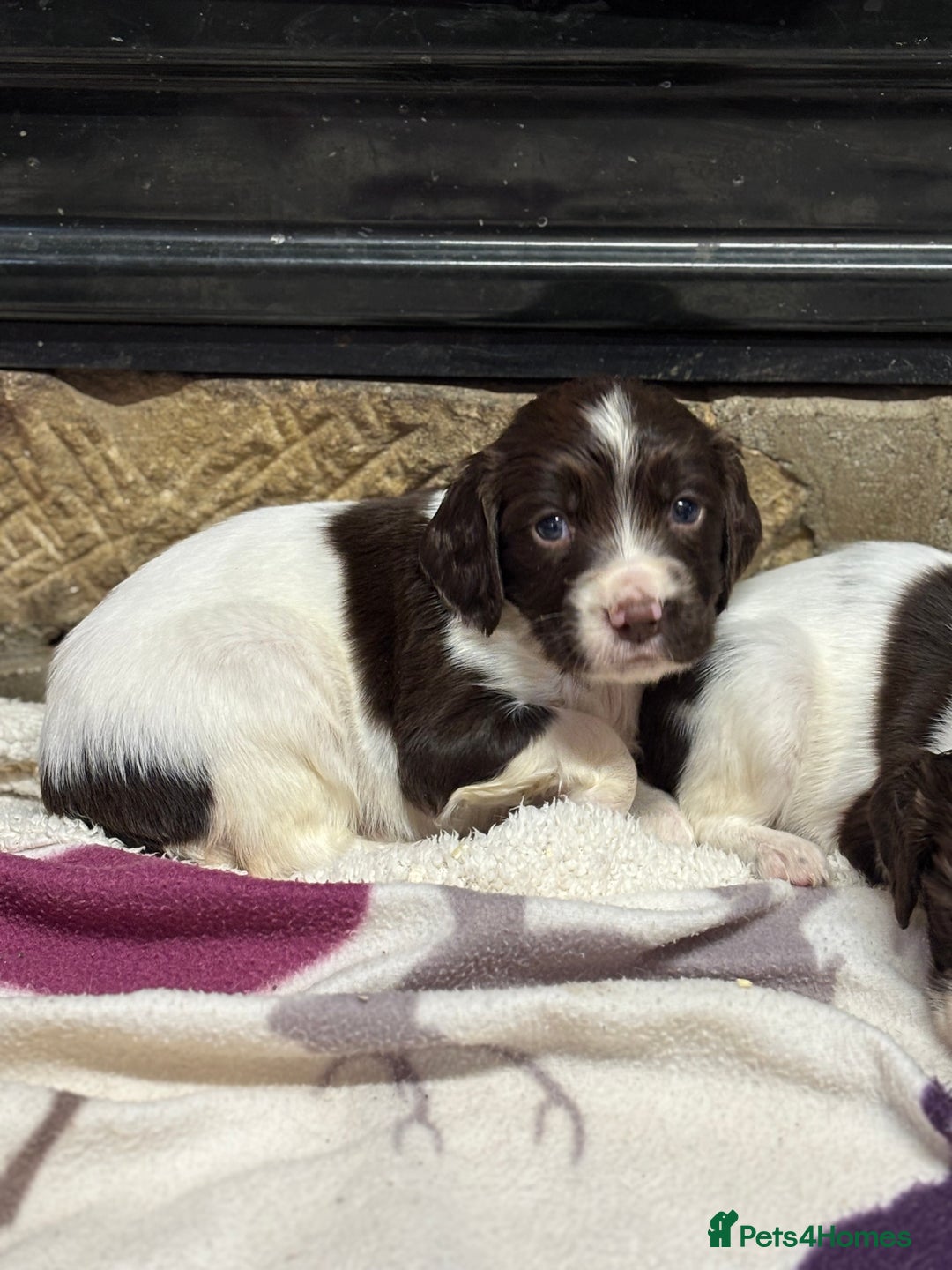 English Springer Spaniel dogs for sale: Stunning DNA Clear KC Springer Spaniel Puppies  - Image 7