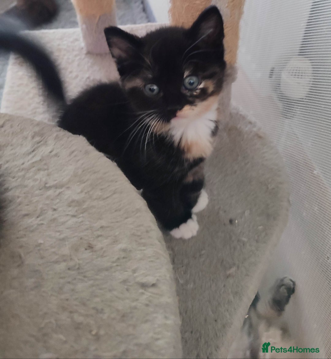 British Shorthair cats for sale: Adorable kittens  in Great Missenden - Image 3